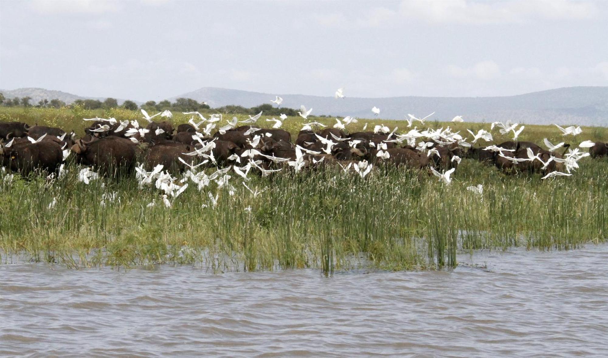 Shayamoya Tiger Fishing And Game Lodge Понгола Екстериор снимка