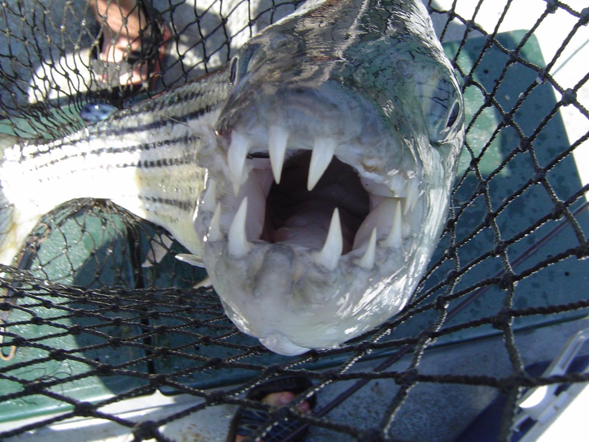 Shayamoya Tiger Fishing And Game Lodge Понгола Екстериор снимка